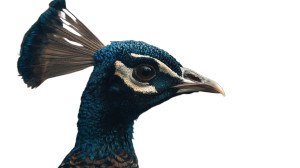 Gorgeous Peacock Head Vinyl Car Decal Sticker – Waterproof & UV-Resistant 2.72"