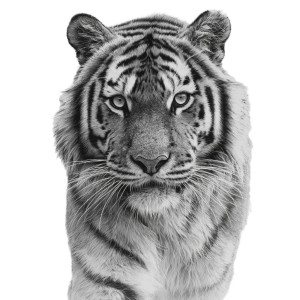 Hyperrealistic Tiger Tattoo Vinyl Car Decal Sticker – Waterproof & UV-Resistant 3.4133333333333336"