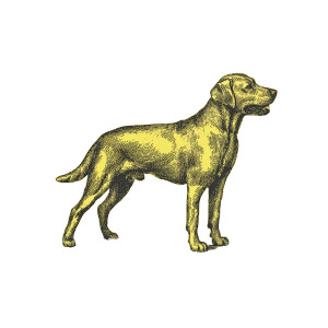 Vintage Yellow Labrador Vinyl Car Decal Sticker – Waterproof & UV-Resistant 3.4133333333333336"