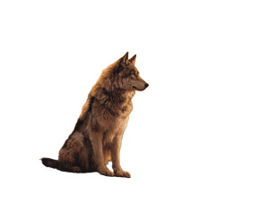 Majestic Wolf V5 Vinyl Car Decal Sticker – Waterproof & UV-Resistant 6.1866666666666665" Majestic Wolf V5 Vinyl Car Decal Sticker – Waterproof & UV-Resistant 6.1866666666666665"