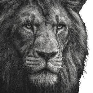 Realistic Lion V4 Vinyl Car Decal Sticker – Waterproof & UV-Resistant 6.826666666666667"