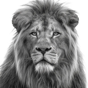 Lion Portrait V12 Vinyl Car Decal Sticker – Waterproof & UV-Resistant 3.4133333333333336" Lion Portrait V12 Vinyl Car Decal Sticker – Waterproof & UV-Resistant 3.4133333333333336"