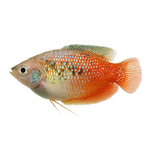 Dwarf Gourami Vinyl Car Decal Sticker – Waterproof & UV-Resistant 3.4133333333333336" Dwarf Gourami Vinyl Car Decal Sticker – Waterproof & UV-Resistant 3.4133333333333336"