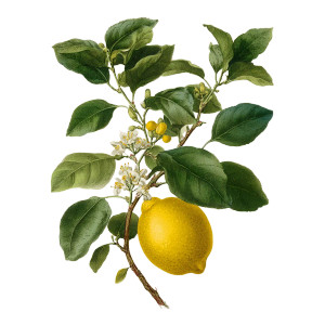 Botanical Lemon Illustration Vinyl Car Decal Sticker – Waterproof & UV-Resistant 3.4133333333333336" Botanical Lemon Illustration Vinyl Car Decal Sticker – Waterproof & UV-Resistant 3.4133333333333336"