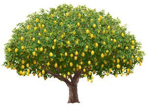 Huge Lemon Tree Vinyl Car Decal Sticker – Waterproof & UV-Resistant 6.1866666666666665" Huge Lemon Tree Vinyl Car Decal Sticker – Waterproof & UV-Resistant 6.1866666666666665"