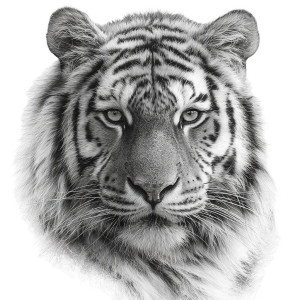 Tiger Face Tattoo Vinyl Car Decal Sticker – Waterproof & UV-Resistant 6.826666666666667"