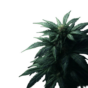 Dense Cannabis Plant V2 Vinyl Car Decal Sticker – Waterproof & UV-Resistant 6.826666666666667"