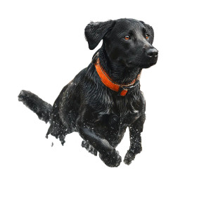 Duck Hunting Labrador Vinyl Car Decal Sticker – Waterproof & UV-Resistant 6.826666666666667"