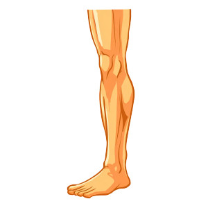 Cartoon Leg Vinyl Car Decal Sticker – Waterproof & UV-Resistant 3.4133333333333336" Cartoon Leg Vinyl Car Decal Sticker – Waterproof & UV-Resistant 3.4133333333333336"