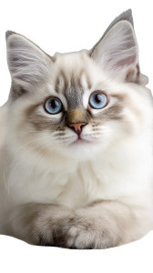 Ragdoll Kitten V2 Vinyl Car Decal Sticker – Waterproof & UV-Resistant 4.8533333333333335" Ragdoll Kitten V2 Vinyl Car Decal Sticker – Waterproof & UV-Resistant 4.8533333333333335"