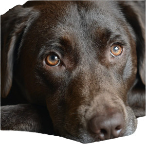 Waiting Chocolate Lab Vinyl Car Decal Sticker – Waterproof & UV-Resistant 3.4133333333333336"