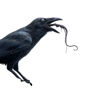 Gothic Horror Raven Vinyl Car Decal Sticker – Waterproof & UV-Resistant 6.826666666666667" Gothic Horror Raven Vinyl Car Decal Sticker – Waterproof & UV-Resistant 6.826666666666667"