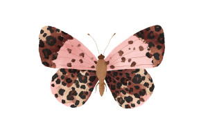Leopard Print Butterfly Vinyl Car Decal Sticker – Waterproof & UV-Resistant 5.866666666666666"