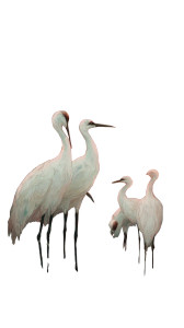 Elegant Cranes Sunset Vinyl Car Decal Sticker – Waterproof & UV-Resistant 4.8533333333333335"