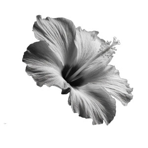 Hibiscus Flower V2 Vinyl Car Decal Sticker – Waterproof & UV-Resistant 3.4133333333333336" Hibiscus Flower V2 Vinyl Car Decal Sticker – Waterproof & UV-Resistant 3.4133333333333336"