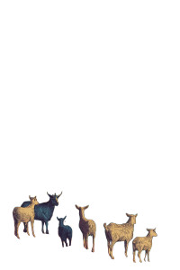 Musical Goats At Sea Vinyl Car Decal Sticker – Waterproof & UV-Resistant 4.4