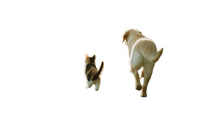 Kitten And Labrador Vinyl Car Decal Sticker – Waterproof & UV-Resistant 2.72" Kitten And Labrador Vinyl Car Decal Sticker – Waterproof & UV-Resistant 2.72"