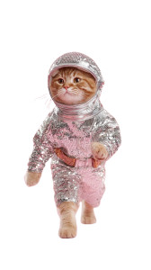 Ginger Cat Supermodel Vinyl Car Decal Sticker – Waterproof & UV-Resistant 4.8533333333333335"