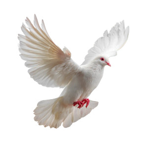 Flying White Dove V3 Vinyl Car Decal Sticker – Waterproof & UV-Resistant 3.4133333333333336" Flying White Dove V3 Vinyl Car Decal Sticker – Waterproof & UV-Resistant 3.4133333333333336"