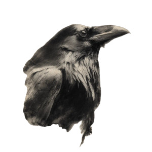 Mysterious Raven Sketch Vinyl Car Decal Sticker – Waterproof & UV-Resistant 6.826666666666667"