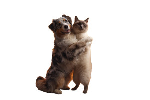 Animals Hugging In Fire Vinyl Car Decal Sticker – Waterproof & UV-Resistant 5.97333333333333