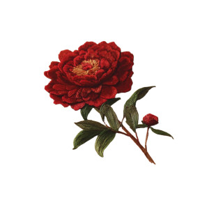 Red Peony Postcard Vinyl Car Decal Sticker – Waterproof & UV-Resistant 3.4133333333333336"