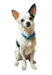 Adorable Chihuahua Portrait Vinyl Car Decal Sticker – Waterproof & UV-Resistant 4.32" Adorable Chihuahua Portrait Vinyl Car Decal Sticker – Waterproof & UV-Resistant 4.32"