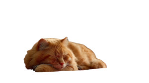 Fluffy Orange Cat V9 Vinyl Car Decal Sticker – Waterproof & UV-Resistant 5.4