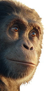 Australopithecus Portrait Vinyl Car Decal Sticker – Waterproof & UV-Resistant 4.8533333333333335"