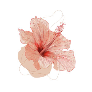 Hibiscus Illustration Vinyl Car Decal Sticker – Waterproof & UV-Resistant 3.4133333333333336" Hibiscus Illustration Vinyl Car Decal Sticker – Waterproof & UV-Resistant 3.4133333333333336"