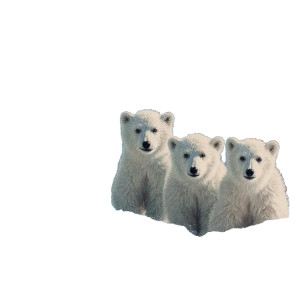 Baby Polar Bears Vinyl Car Decal Sticker – Waterproof & UV-Resistant 6.826666666666667"