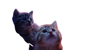 Kitten Heaven Vinyl Car Decal Sticker – Waterproof & UV-Resistant 5.4