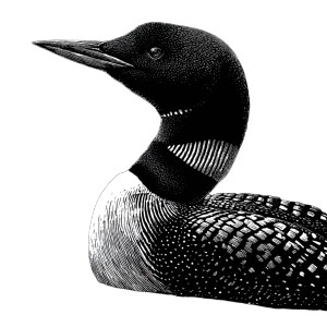 Canadian Loon Linocut Vinyl Car Decal Sticker – Waterproof & UV-Resistant 3.4133333333333336"