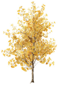 Ginkgo Biloba Tree V2 Vinyl Car Decal Sticker – Waterproof & UV-Resistant 4.426666666666667"