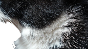 Tuxedo Cat Fur Vinyl Car Decal Sticker – Waterproof & UV-Resistant 5.4 Tuxedo Cat Fur Vinyl Car Decal Sticker – Waterproof & UV-Resistant 5.4