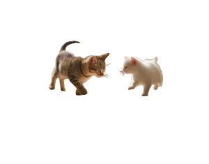 Playing Cats Chase Vinyl Car Decal Sticker – Waterproof & UV-Resistant 3.253333333333333