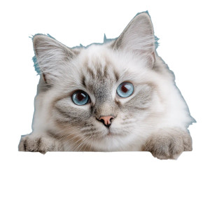 Cute Ragdoll Cat V7 Vinyl Car Decal Sticker – Waterproof & UV-Resistant 3.4133333333333336" Cute Ragdoll Cat V7 Vinyl Car Decal Sticker – Waterproof & UV-Resistant 3.4133333333333336"