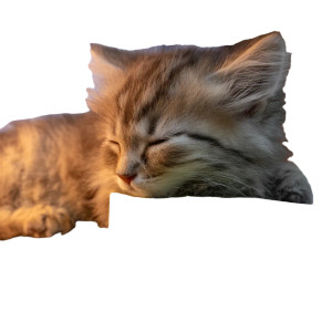 Sleeping Fluffy Kitten V2 Vinyl Car Decal Sticker – Waterproof & UV-Resistant 3.4133333333333336" Sleeping Fluffy Kitten V2 Vinyl Car Decal Sticker – Waterproof & UV-Resistant 3.4133333333333336"