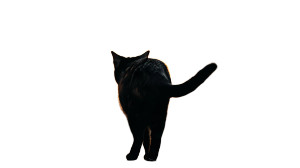 Black Cat Paris V2 Vinyl Car Decal Sticker – Waterproof & UV-Resistant 5.4