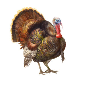 Thanksgiving Turkey Illustration Vinyl Car Decal Sticker – Waterproof & UV-Resistant 3.4133333333333336"