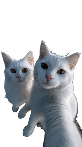 Cats Taking Selfie V35 Vinyl Car Decal Sticker – Waterproof & UV-Resistant 9.706666666666667"