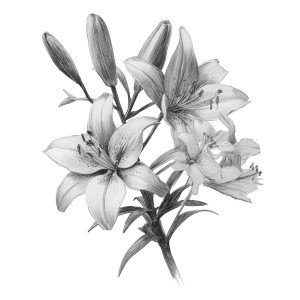Tropical Lilies Sketch Vinyl Car Decal Sticker – Waterproof & UV-Resistant 6.826666666666667" Tropical Lilies Sketch Vinyl Car Decal Sticker – Waterproof & UV-Resistant 6.826666666666667"