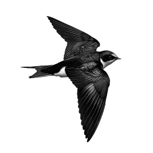 Swallow Painting Vinyl Car Decal Sticker – Waterproof & UV-Resistant 3.4133333333333336"