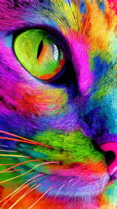 Rainbow-Eyed Cat Vinyl Car Decal Sticker – Waterproof & UV-Resistant 9.706666666666667" Rainbow-Eyed Cat Vinyl Car Decal Sticker – Waterproof & UV-Resistant 9.706666666666667"