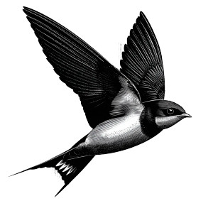 Cliff Swallow Logo Vinyl Car Decal Sticker – Waterproof & UV-Resistant 3.4133333333333336"