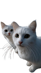 White Persian Cats Vinyl Car Decal Sticker – Waterproof & UV-Resistant 4.8533333333333335"