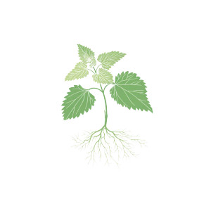 Stylized Nettle Logo Vinyl Car Decal Sticker – Waterproof & UV-Resistant 3.4133333333333336" Stylized Nettle Logo Vinyl Car Decal Sticker – Waterproof & UV-Resistant 3.4133333333333336"