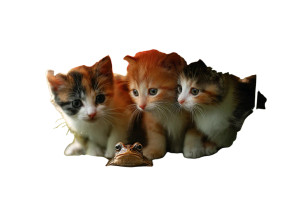 Curious Kittens Under Leaf Vinyl Car Decal Sticker – Waterproof & UV-Resistant 2.986666666666667"