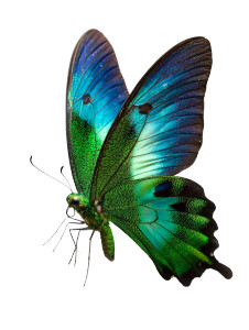 Colorful Flying Butterfly Vinyl Car Decal Sticker – Waterproof & UV-Resistant 8.213333333333333" Colorful Flying Butterfly Vinyl Car Decal Sticker – Waterproof & UV-Resistant 8.213333333333333"