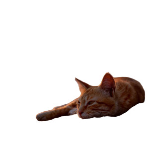 Beach Cat Dusk Vinyl Car Decal Sticker – Waterproof & UV-Resistant 6.826666666666667"